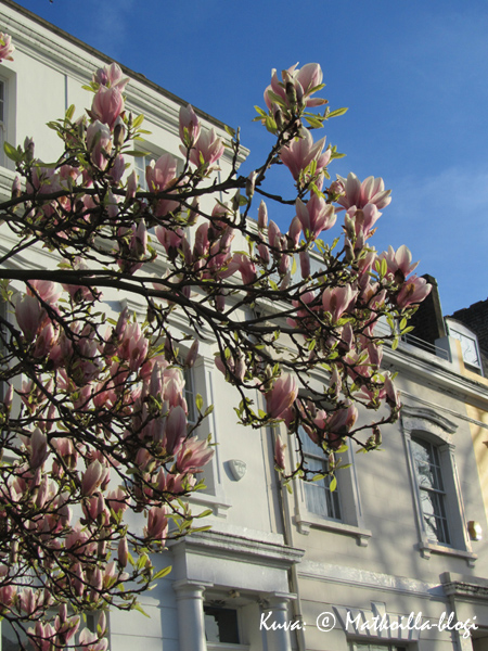 Keskiviikon kuva: Lontoon kevättunnelmia, maaliskuu 2011. Kuva: © Matkoilla-blogi