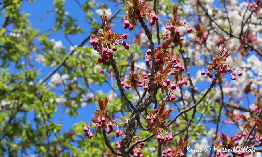 Kevään merkit olivat vappuviikonloppuna jo selkeät Tukholmassa, jossa Djurgårdenin kirsikkapuut olivat juuri puhkeamassa kukkaan. Kuva: © Matkoilla-blogi