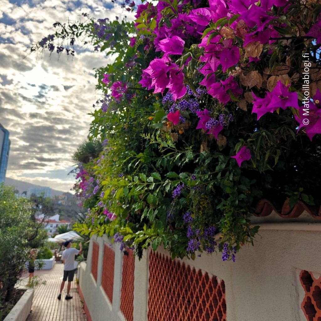 Puerto de la Cruz, Teneriffa